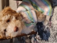 1 buçuk yaşında erkek maltipoo