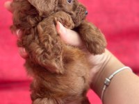Safkan kore teacup poodle yavrular