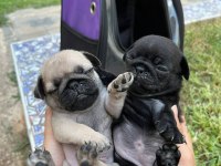 Pug yavrular