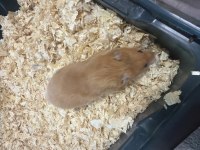 Hamster 2 Adet