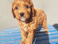 Maltipoo bebeler sevimli hareketli