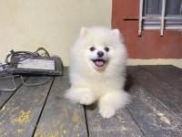 7 aylık pomeranian yavrumuz