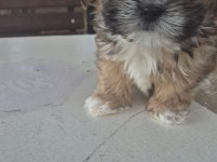 sıfır burun uslu shih tzu
