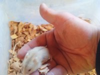 Üreticiden gonzales hamster