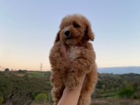 3,5 Aylık MALTİPOO