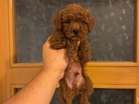 Poodle Yavru Köpekler