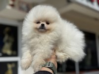 Petmode köpek çiftliğinden teddy pomeranian