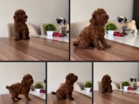 Show Kalite Toy Poodle Lar Petmode Köpek Çiftliğinde