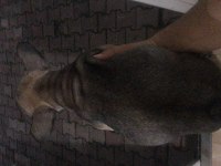 2.5 aylık ÇOK UYGUN fiyata verilecek french bulldog
