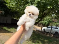 Pomeranian kar beyaz dişi