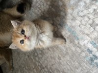 Golden safkan british shorthair