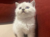 Blue point british shorthair