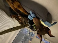 Estetikli doberman