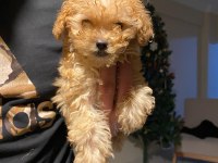 Apricot kilo garantili poodle yavrular