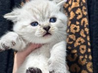 En tatlı scottish fold yavrular yuva arıyoruz