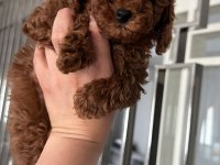 A kalite toy poodle