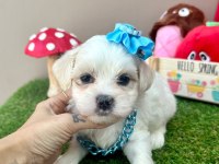 Korea Maltese terrier baby cep boy