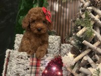2.5 Aylık Dişi Ve Erkek Poodle Yavrularımız