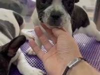 Kepçe kulak fransız bulldog