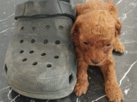 Red poodle köpekler