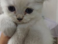British longhair kedisi 2 aylık