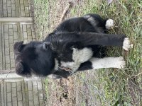 Amerikan Akita Safkan Yavrumuz