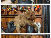 Burkemden safkan poodle bebeklerimiz