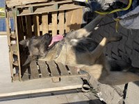Belçika kurdu malinois 1,5 yaşında