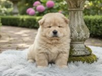 IRK VE SAĞLIK GARANTİLİ CHOW CHOW YAVRU