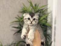 SCOTTISH FOLD AYI SURAT YAVRULARIM 