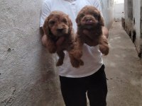 Kıvır Kıvır Babadan Maltipoo Aynı Poodle