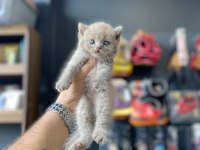 Kedinin en güzeli benim olsun diyene