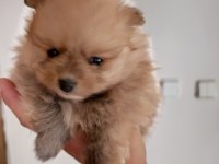 3 yavru pomeranian anne ve baba