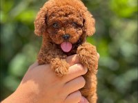 Toy poodle red Brown kore kan