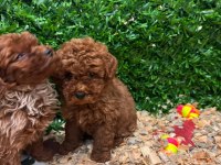 Burkemden a kan toy poodle yavrularımız
