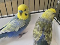 13 Takım Damızlık Takım Rainbow Kuşlar Açıklamayı Okuyun