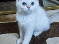 British shorthair yavrular