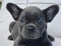 Blue French Bulldog Yavruları İstanbul 