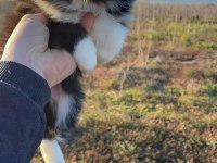 Muhteşem border collie bebekler