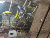 Jumbo muhabbet kuşu ağaçlarıma ait yavrular