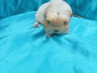 Ginepig Bebeklerimizi Görmeden Karar Vermeyin