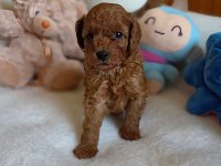 Toy Poodle Mükemmel Yavrularımız