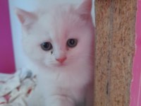 BRİTİSH SHORTHAİR 50 GÜNLÜK YAVRULAR (ANKARA)