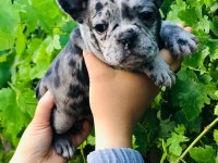 Black Merle French Dişi Bulldog