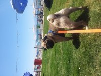 Pug köpeğimiz 4 yaşında
