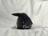 Cüce lop/miniatur lop Cüce tavşan çiftliği Alanya