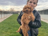 Toy poodle yavrular