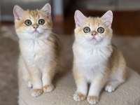 Safkan British Shorthair Golden Dişi Erkek