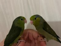 2 Forpus Yeşil Renk İkisi De Yavru