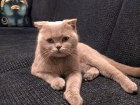 Scottish fold dişi
